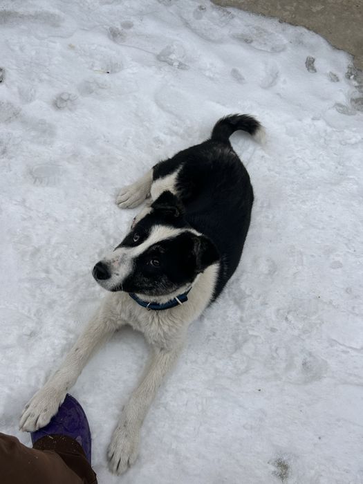 4 айлық алабай “ панда”