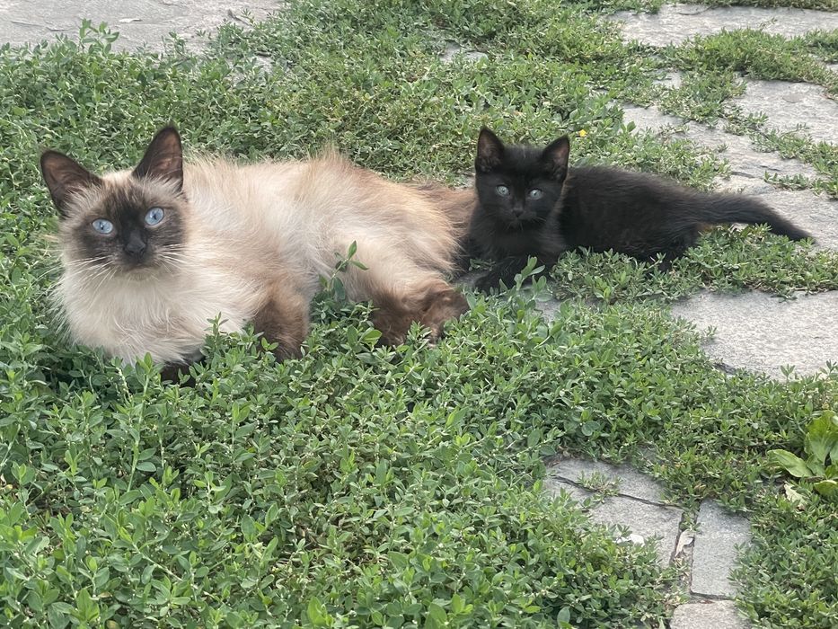 Отдам котёнка(мальчик)