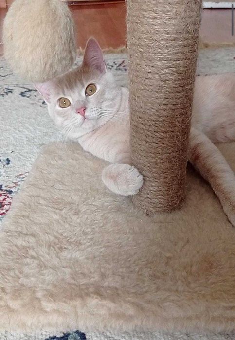 Красавец котик ждет владельца!