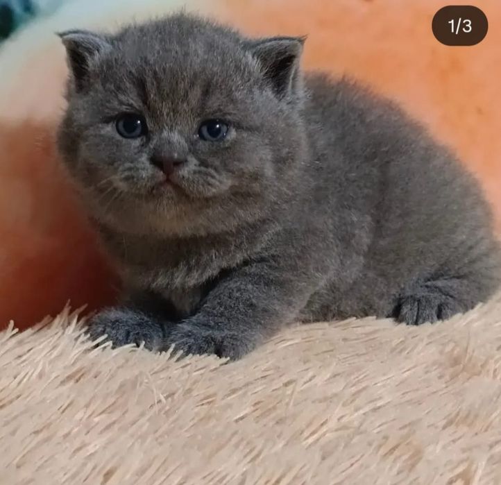 Продам Британских котят