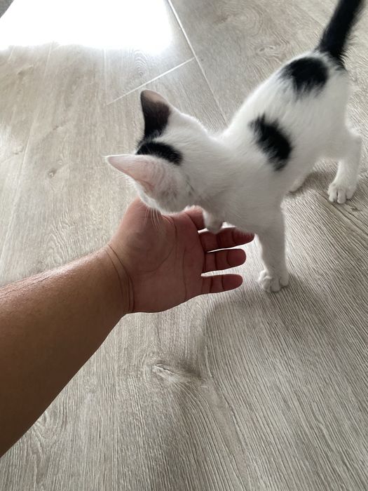 Котик, Mushuk bolasi