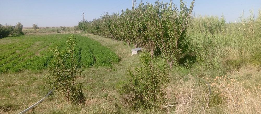 Konimexdan uy sotiladi