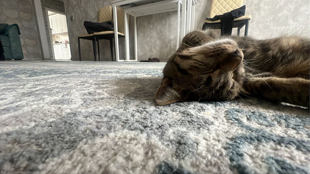 Отдам в добрые руки