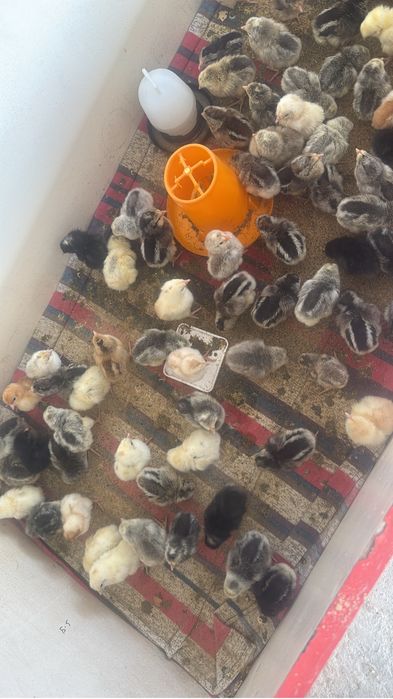 Продам цыплят цены разные