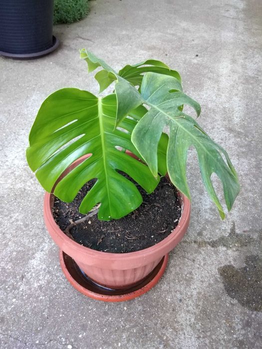 цветя подходящи за заведения или офиси