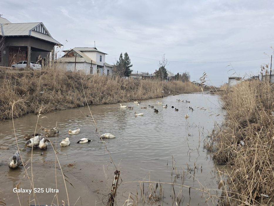 Урдак сотилади эркак ургочи аралаш