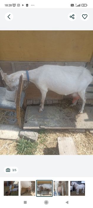 Продам дойную козу , 3 окот.
