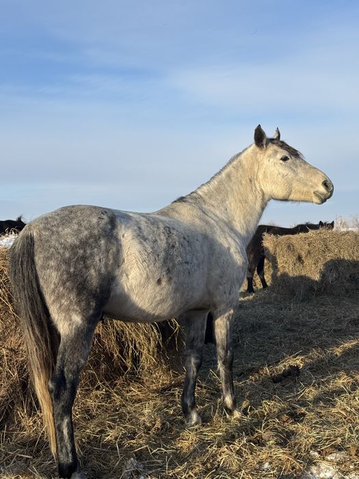 7 жасар айғыр.