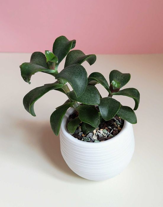 Суккуленты разные