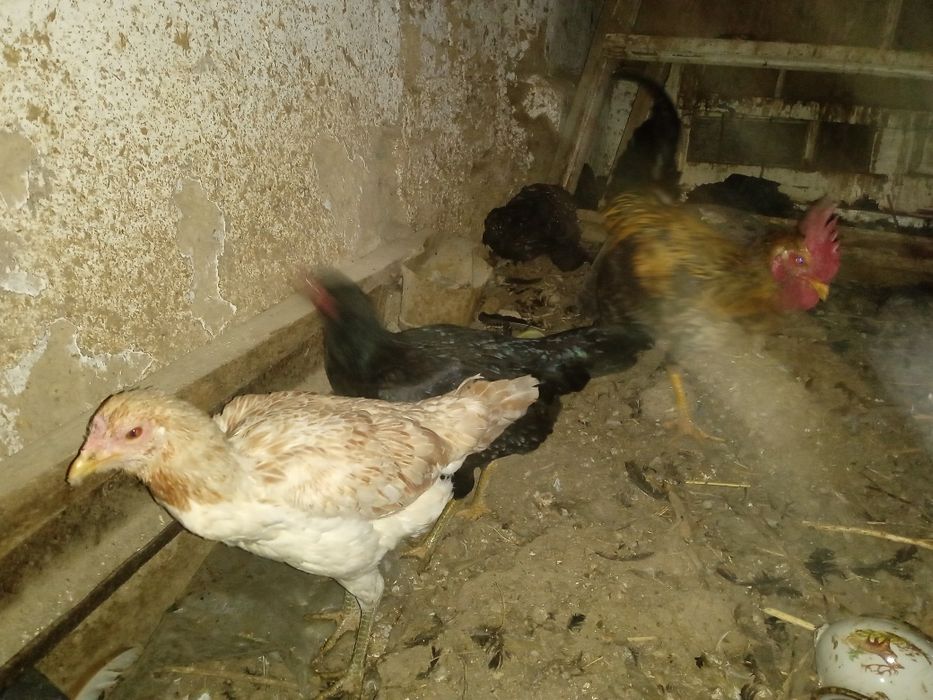 Xonaki tovuqlar sotiladi. 5 tasi tuxum tug'adi