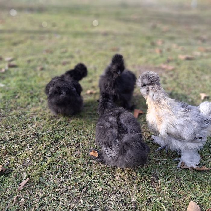 Китайские шёлковые