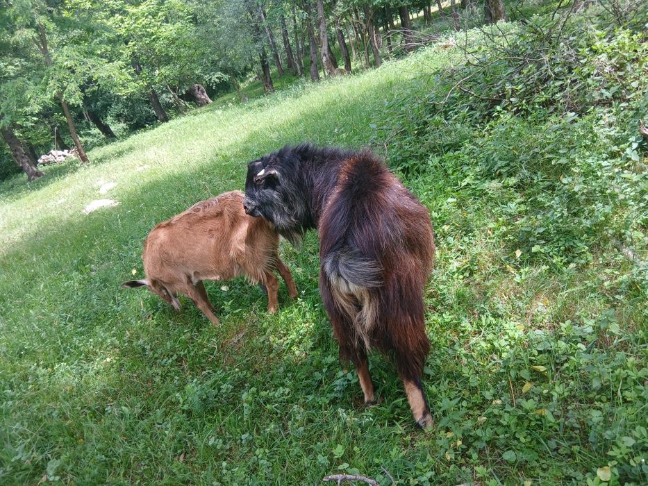 Vănd țap  iezi capre comuna Pui Hunedoara