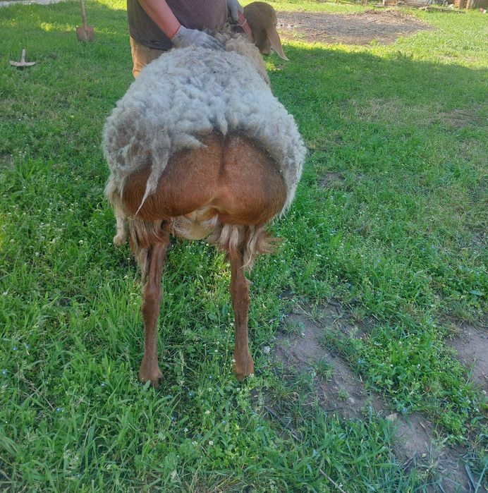 Қошкар сатылады.