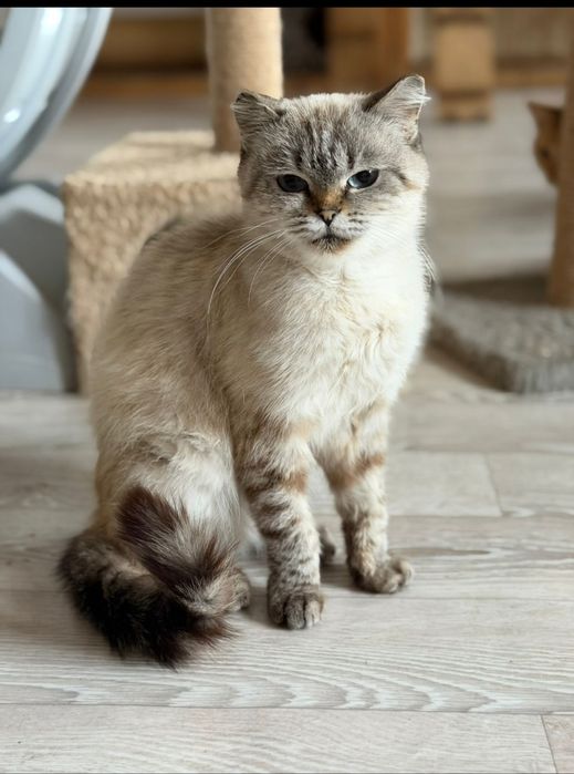 Отдам в добрые ручки