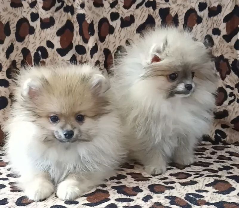Шпиц померанский,мини