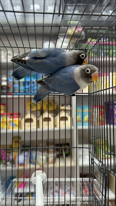 Волнистый, карелла, канарейка,