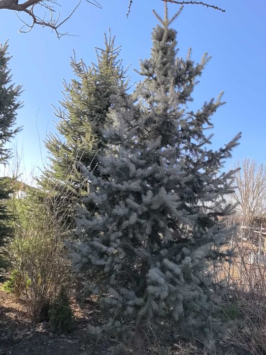 Продам елки и туи