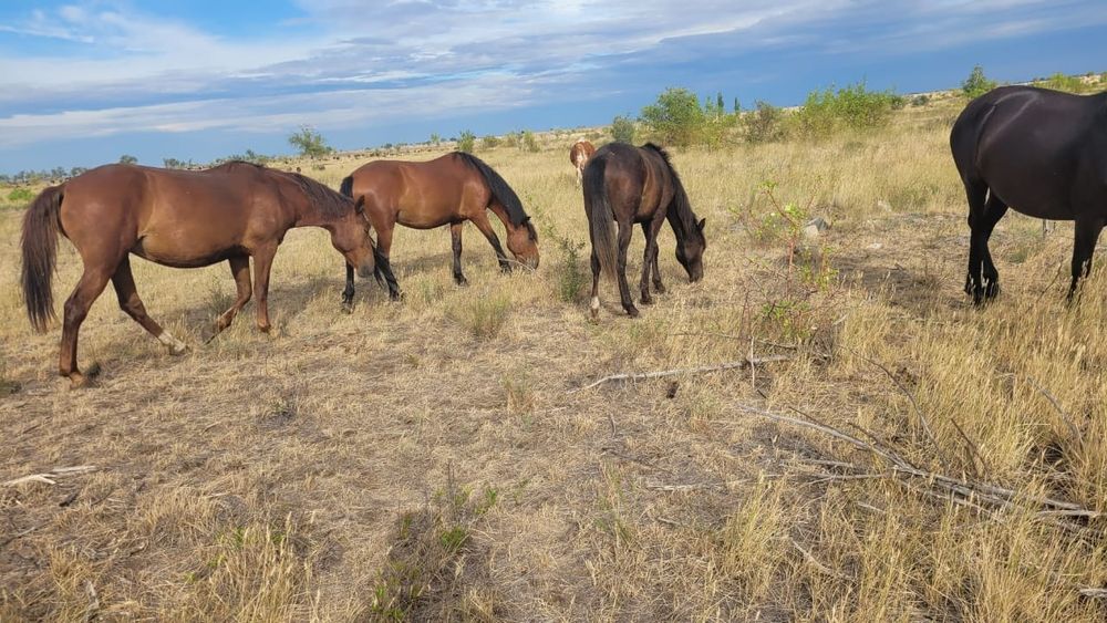 Лошади бараны крс