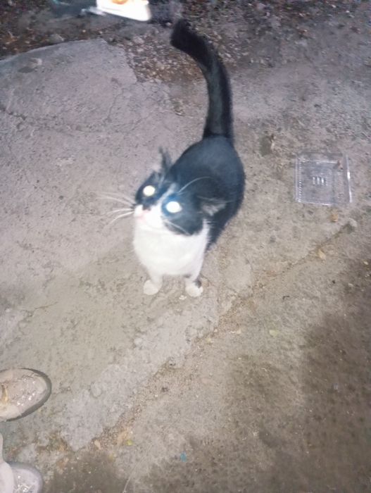 Кошка в добрые руки