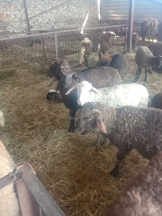 Агнета 20- 30 килограма