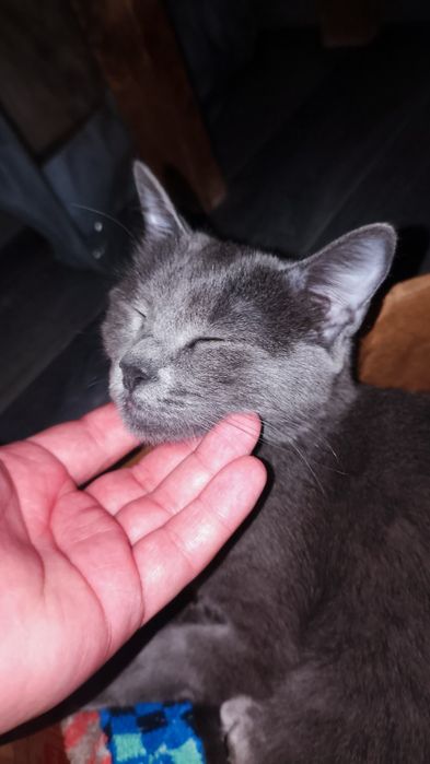 Кошка британская