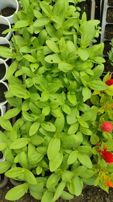 Продам рассаду цветов