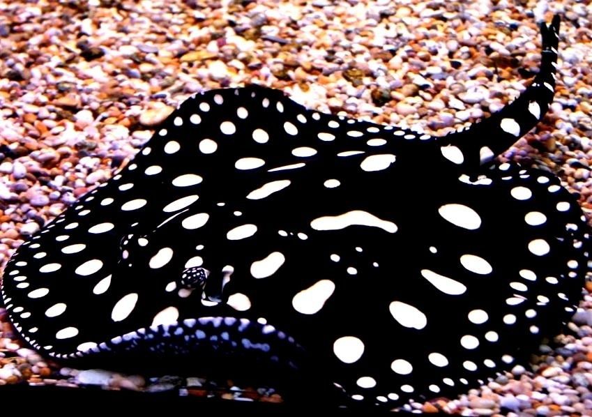 Аквариумные рыбки