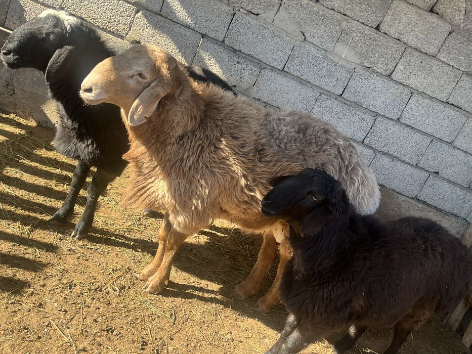 Қошқарлар сатылады