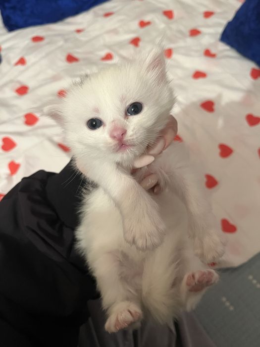 Котята в добрые руки!