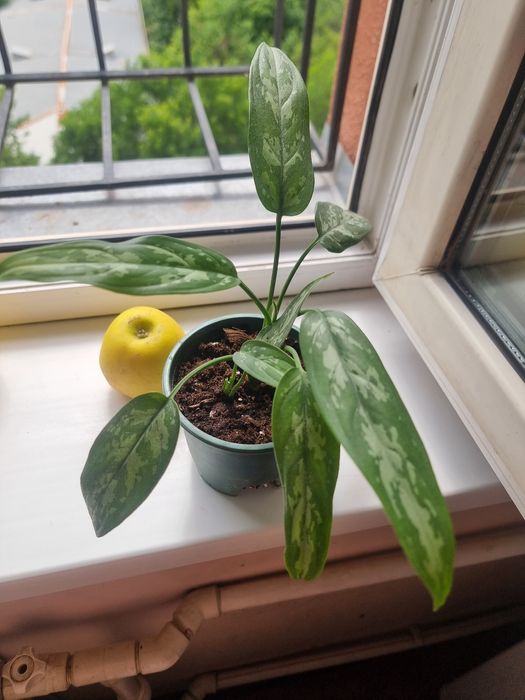 Aglaonema Maria Комнатных цветок Телеграм каналимиз_ GULLAR444 
Юнусоб