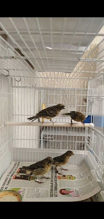 Канарейки певчие