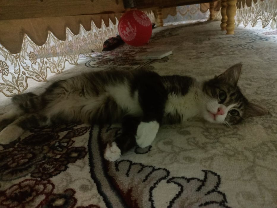 Mushuk, aralash zotli