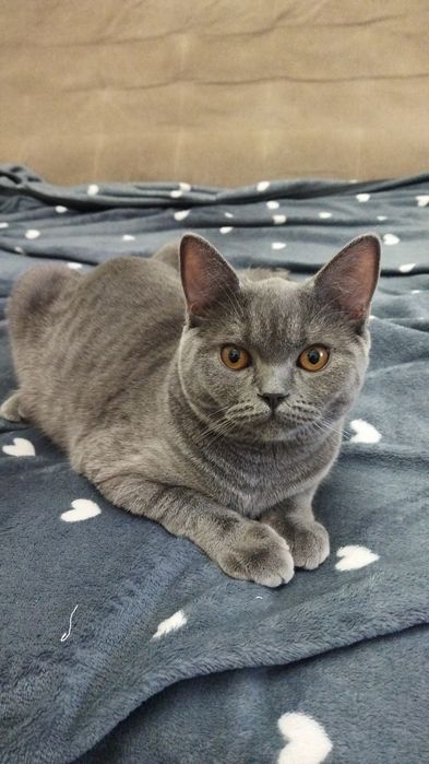 Срочно в хорошие руки кот кошка шотландская скоттиш страйт