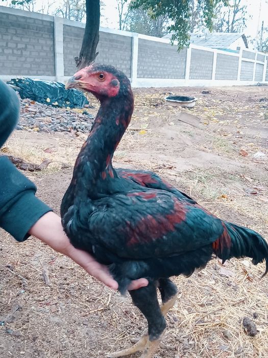 Дакан хуроз сотилади