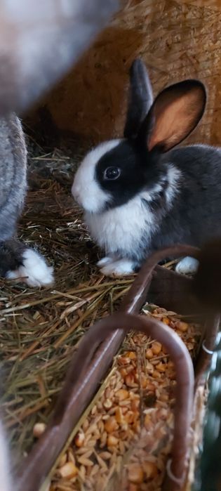 Iepuri hycole disponibili