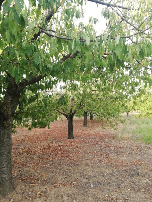 Продава се Земеделски имот в с. Калипетрово, Област Силистра -  кв.м за 5100 €/дка - Снимка #8