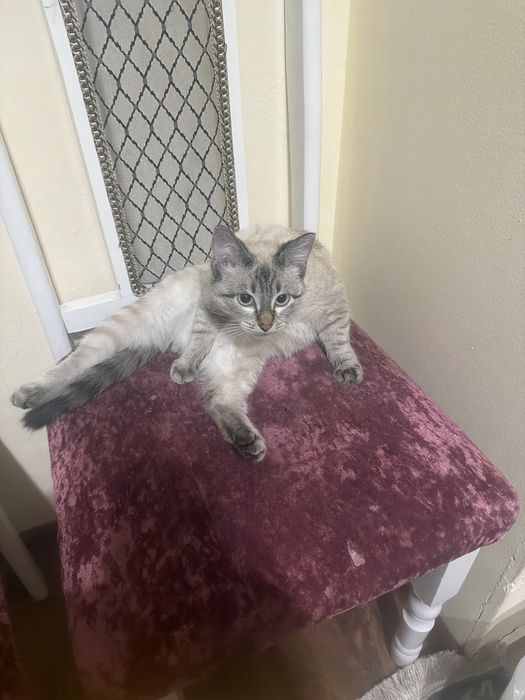 кошка бесплатно