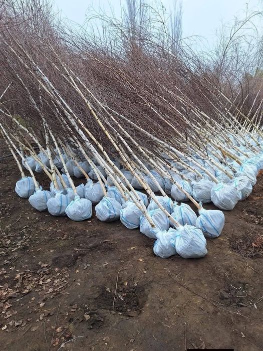 Vând plante ornamentale gazon rulou