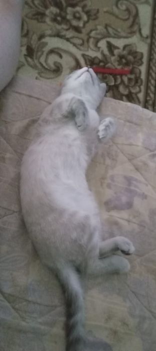 Отдам котёнка девочку