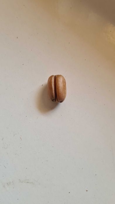 Семена от студоустойчива палма