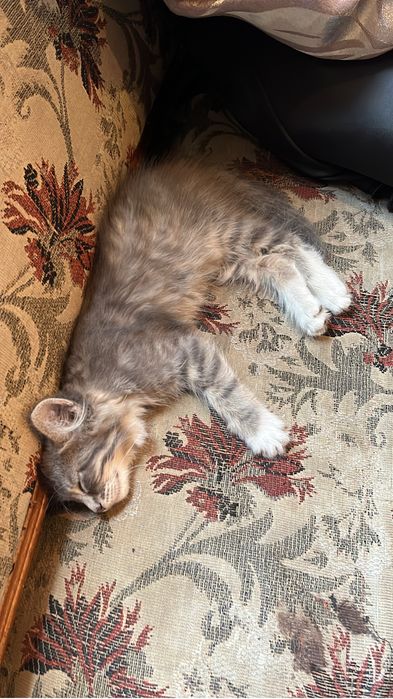 Отдам в добрые руки котенка