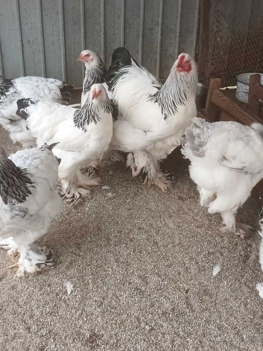 Brahma si cochinchina oua de incubat