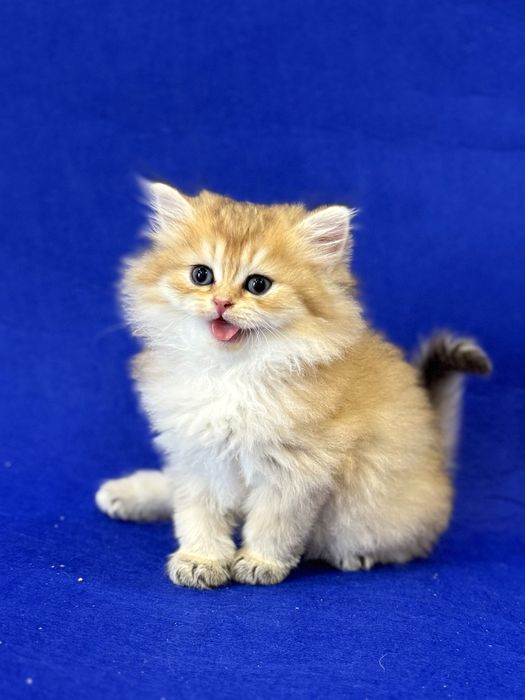 Золотая шиншилла