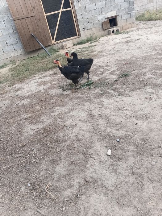 Голошейка петух продам срочно