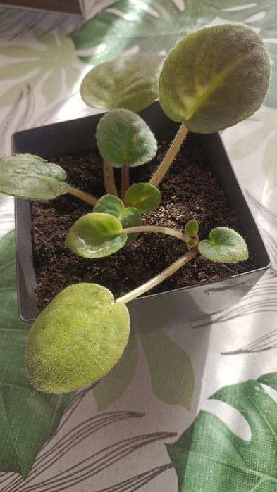 Фиалки комнатные