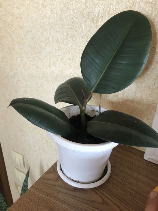 Фикус каучуковый