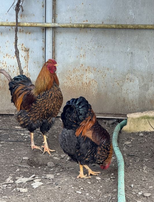 Vand 2 cocoși rasa Wyandotte GSG