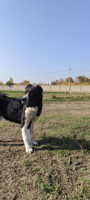 alabay 3 yosh ( алабай 3 года)