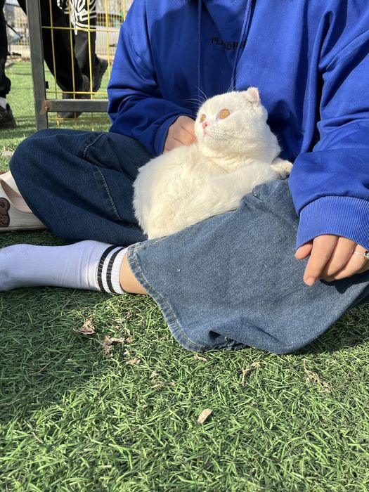 вислоухая кошка