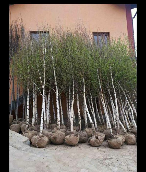 Copacii stejar roșu tei mesteacăn platan